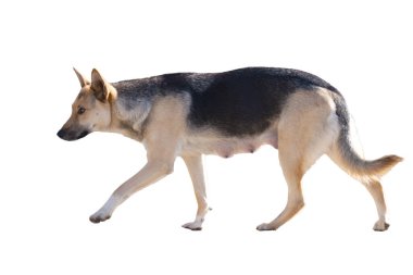 Beyaz arka planda izole edilmiş büyük bir köpek.