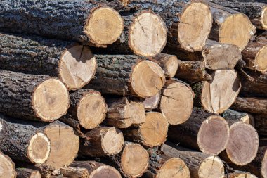 bir yığın kuru kütük yakın plan