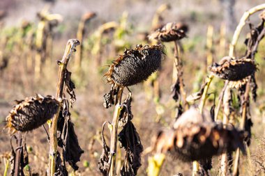Kuru ayçiçeği tarlada olgunlaştı.