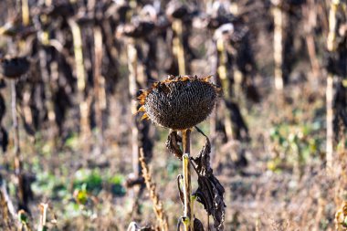 Kuru ayçiçeği tarlada olgunlaştı.