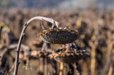 Kuru ayçiçeği tarlada olgunlaştı.