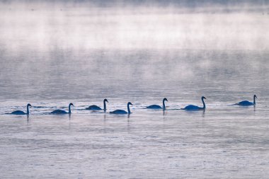 Sabahın erken saatlerinde nehirdeki kuğuların fotoğrafı.