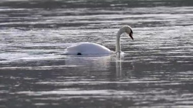 Nehirde yüzen kuğuların videosu