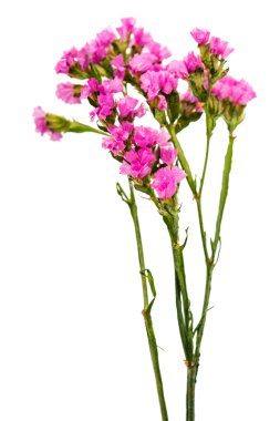 güzel bir sonbahar çiçek