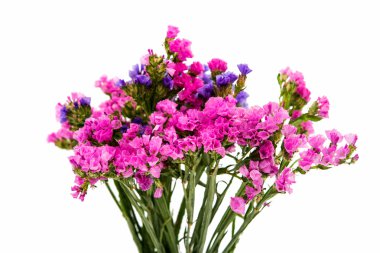 güzel bir sonbahar çiçek