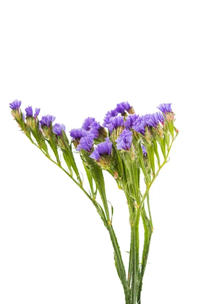 Vacker höst blomma — Stockfoto