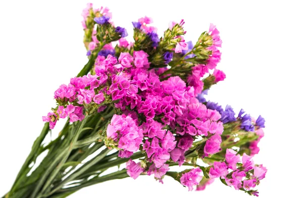 Vacker höst blomma — Stockfoto