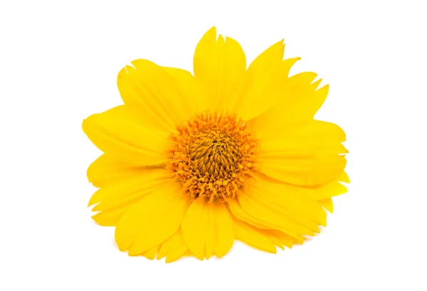 Yellow flower — Stock Photo, Image