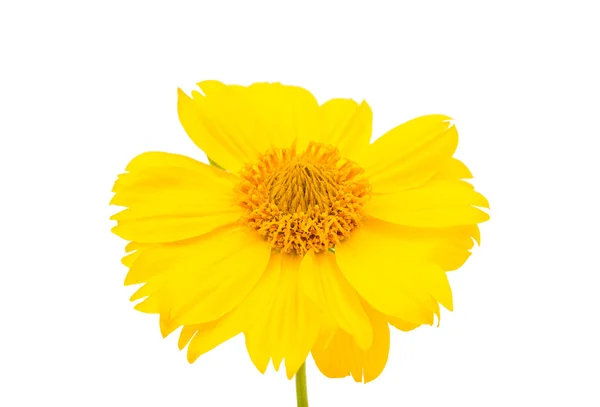 Yellow flower — Stock Photo, Image