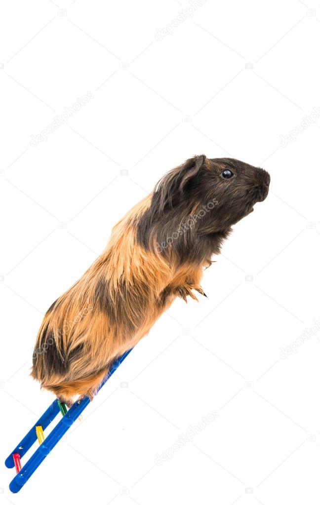 guinea pig