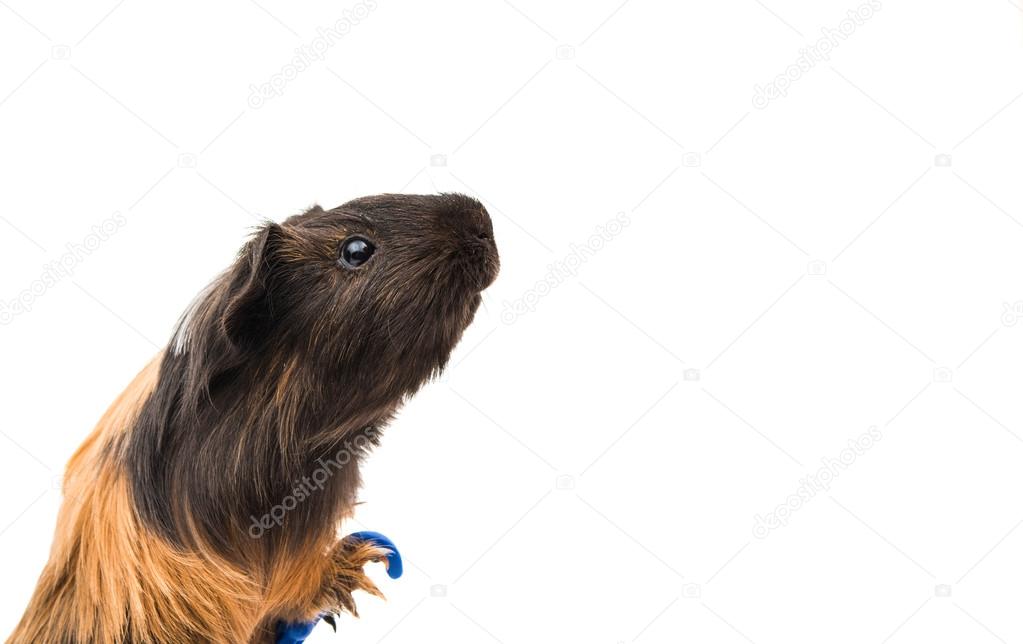 guinea pig