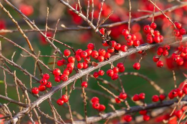 Sonbaharda kırmızı piracantha üzümlerinin arka planı
