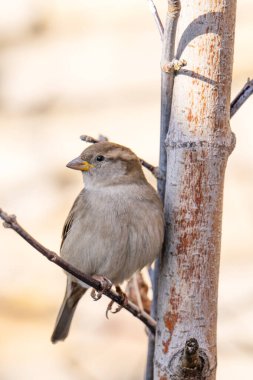 Açık havada serçenin güzel bir yakın plan fotoğrafı.