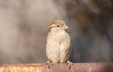 Açık havada serçenin güzel bir yakın plan fotoğrafı.
