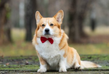 Caddede kırmızı kurdeleli bir Corgi portresi