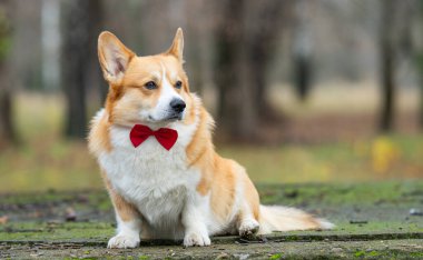 Caddede kırmızı kurdeleli bir Corgi portresi