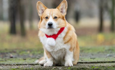 Açık havada kışın kırmızı eşarbı olan bir Corgi portresi.