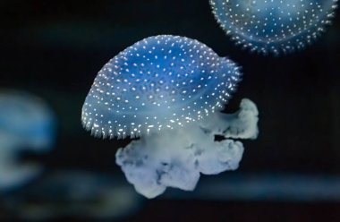 Güzel mavi bir denizanası. Yakın plan.