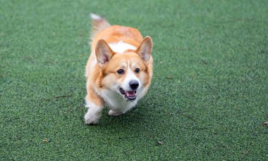 Bir Pembroke Galli Corgi oyun parkında oynuyor