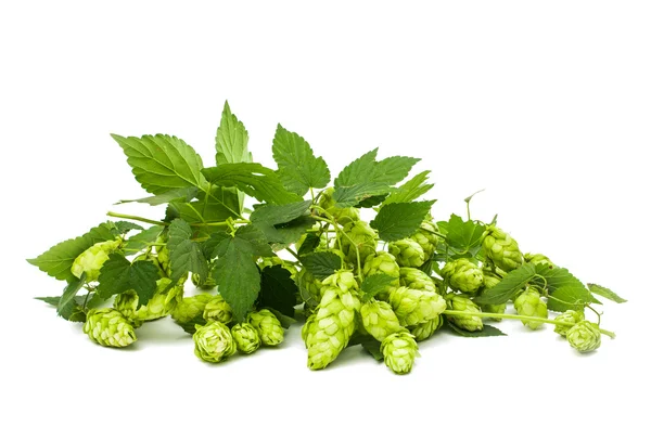 Hopfen isoliert — Stockfoto