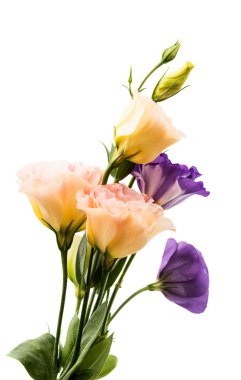 eustoma çiçek