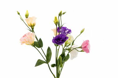eustoma çiçek