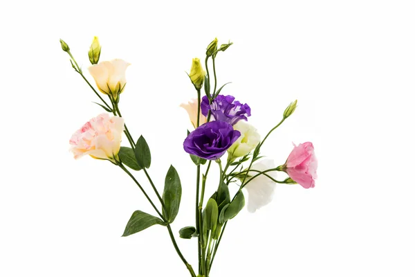 Flor de eustoma — Foto de Stock