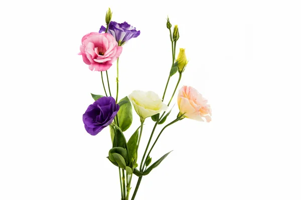 Flor de eustoma — Foto de Stock