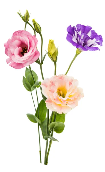 Eustoma kwiat — Zdjęcie stockowe