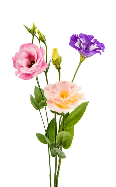 Flor de eustoma —  Fotos de Stock