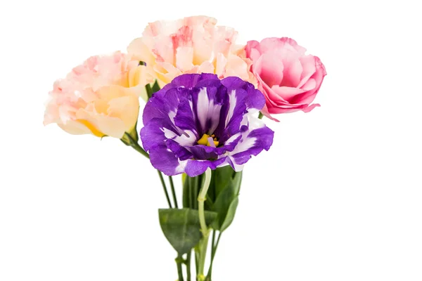 Квітка eustoma — стокове фото