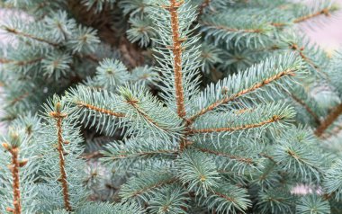 mavi ladin dallarının arkaplanı