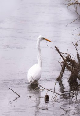 Kışın nehirde balıkçıllar