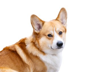 Beyaz arkaplanda izole edilmiş bir korginin portresi