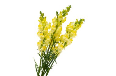 Beyaz arka planda izole edilmiş bir buket aslanağzı çiçeği