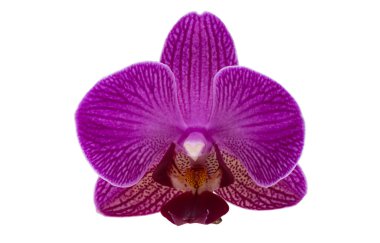 Beyaz arka plan üzerinde izole Lila orkide çiçek