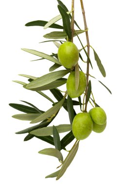 Beyaz arkaplanda izole edilmiş taze zeytinler