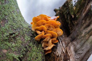 Kışın ağaçta yetişen ballı mantarlar