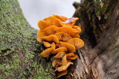 Kışın ağaçta yetişen ballı mantarlar