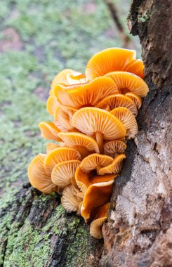 Kışın ağaçta yetişen ballı mantarlar