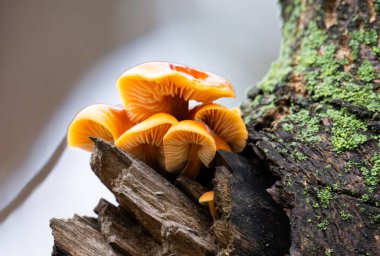 Kışın ağaçta yetişen ballı mantarlar