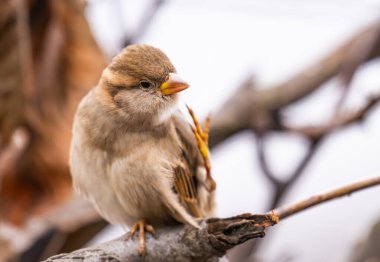 Açık havada serçenin güzel bir yakın plan fotoğrafı.