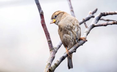 Açık havada serçenin güzel bir yakın plan fotoğrafı.