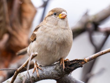 Açık havada serçenin güzel bir yakın plan fotoğrafı.