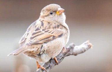 Açık havada serçenin güzel bir yakın plan fotoğrafı.
