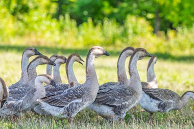 Çiftlikteki bir çayırda kaz otluyor.