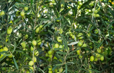 Ağaçta yetişen yeşil zeytinler