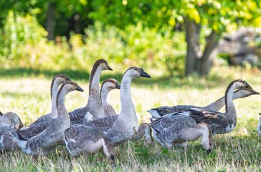 Çiftlikteki bir çayırda kaz otluyor.