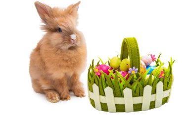 Beyaz arka plan üzerinde izole kırmızı tavşan