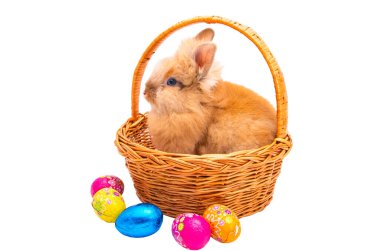 Beyaz arka plan üzerinde izole kırmızı tavşan